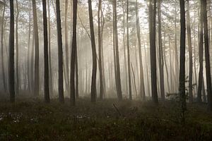 Aufgehende Sonne im nebligen Wald