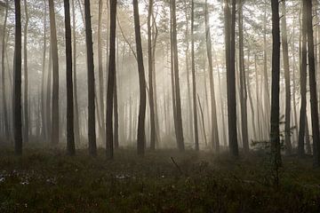 Doorbrekende zon in mistig bos van Cor de Hamer