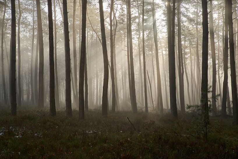 Aufgehende Sonne im nebligen Wald von Cor de Hamer