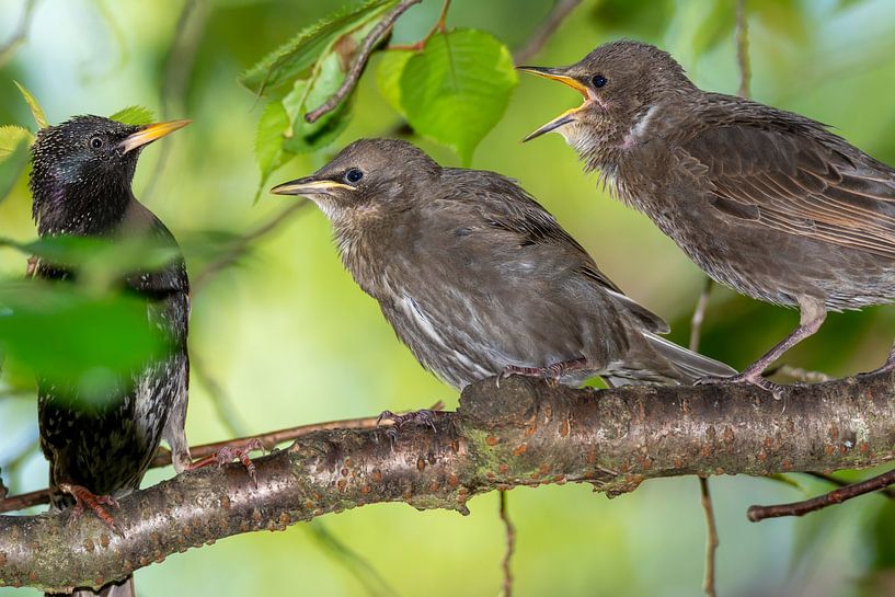 Junge Stare warten auf ihr Futter von ManfredFotos