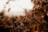 Coucher de soleil italien sur les feuilles d'hiver