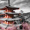 Idyllic panoramic view of Mount Fuji with Pagoda and Cherry Trees| colorkey by Melanie Viola
