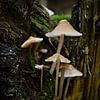 Paddenstoelen in het bos van Melissa van der Wolde