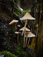 Paddenstoelen in het bos