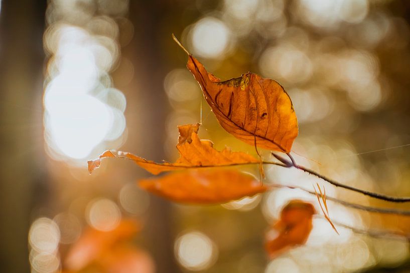 Feuilles en automne par Stedom Fotografie