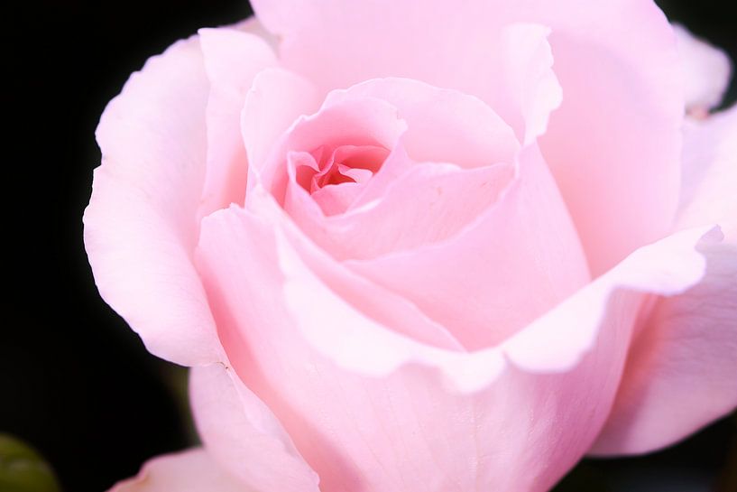 rosa Rose Andre le Notre von C. Nass