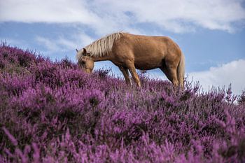 Flowering heather with horse