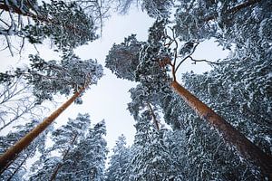 Verschneite Baumkronen in Punkaharju