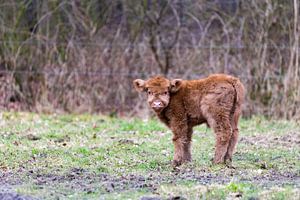 Neulich geboren Scottish Highlander braun Stier Kalb steht auf der Weide
