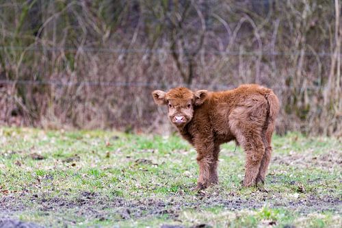 Brown scottish highlander calf in meadow