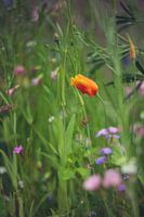 Le coquelicot parmi les fleurs sauvages