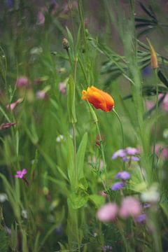 Poppy among the wild flowers by Mijke Bressers