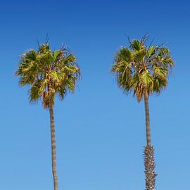 Palmenidylle von Melanie Viola