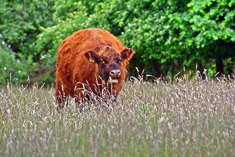 Bœuf Galloway par Edgar Schermaul