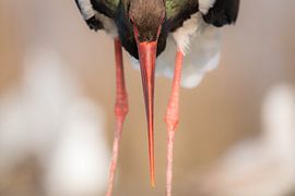 Schwarzer Storch auf neutralem Hintergrund von Nicky Depypere