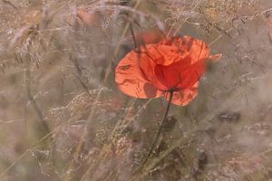 Mohnblume im Kornfeld von Kurt Krause