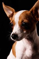 Dog close-up