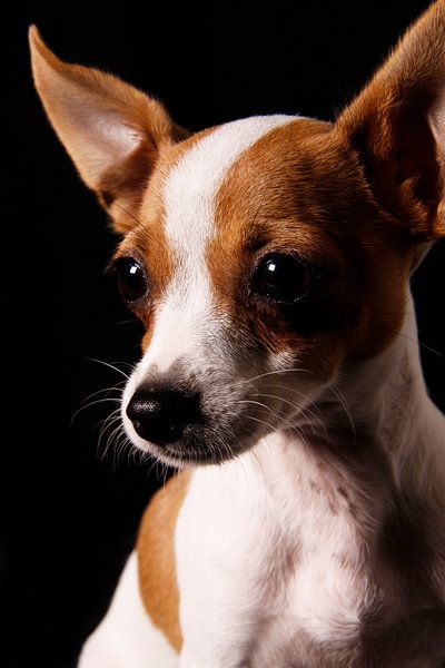 Dog close-up by Iris van Bokhorst