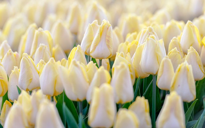 Witte tulpen met een geel, rood accent von Jenco van Zalk