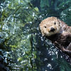 Loutre
