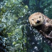 Otter