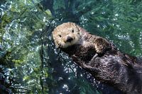 Sea Otter in Kanada