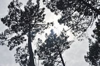 Zon schijnt door de bomen
