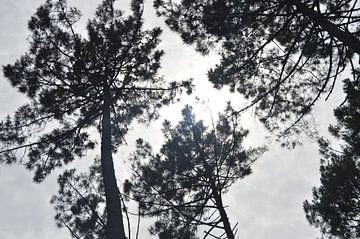 Zon schijnt door de bomen van OHJA FOTOGRAFIE