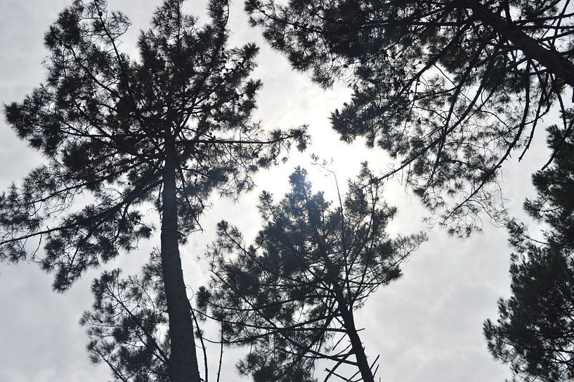 Zon schijnt door de bomen par OHJA FOTOGRAFIE