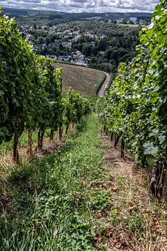 Vineyards by Thomas Riess
