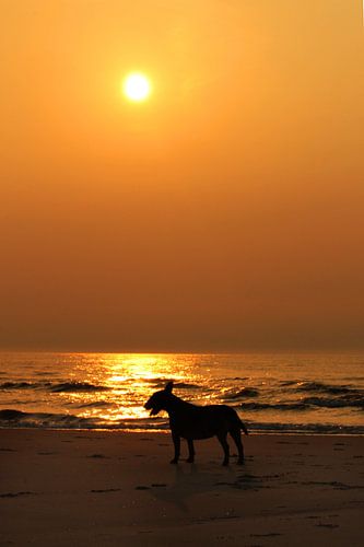 Bulterriërs avondwandeling