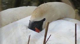 Schlafender Schwan von Angelique Van der Zanden