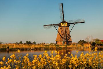 Windmühle und Blumen bei Sonnenuntergang, Kinderdijk, Niederlande von Markus Lange