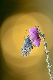 Vlinder Heideblauwtje op een heidebloempje van Petra Kester