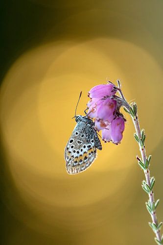 Vlinder Heideblauwtje op een heidebloempje