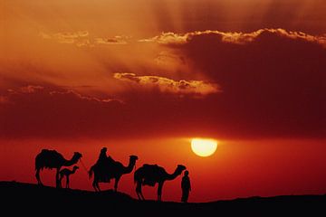 Dromedarissen (Camelus dromedarius) in de woestijn bij zonsondergang van Nature in Stock