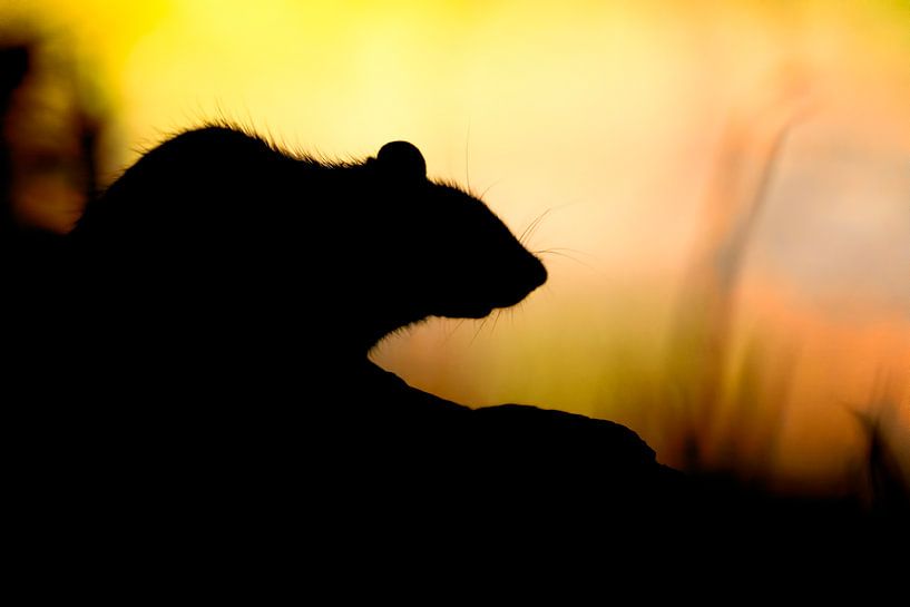 Die Ratte... von Arno van Zon photography
