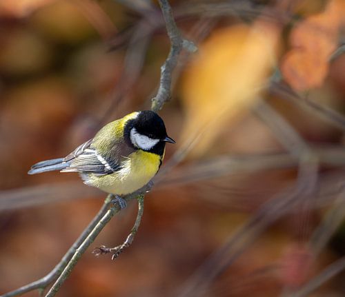 Close-up van een koolmees