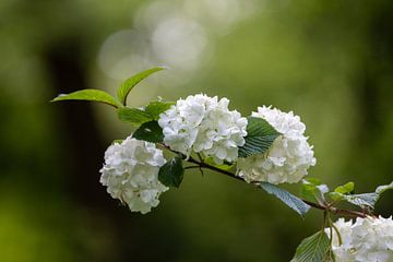 Witte hortensia. van Janny Beimers