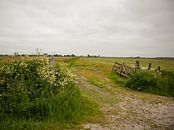 Fence by meadow - National Park the Alde Feanen, Friesland by Marije Mulder thumbnail
