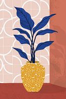 Dracena