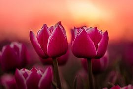 Tulips by Markus Schulz