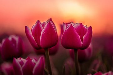 Tulipes sur Markus Schulz