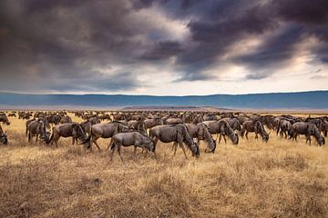 Wildebeast in de Ngorongoro in Tanzania van Bas & Esther Nature Phography