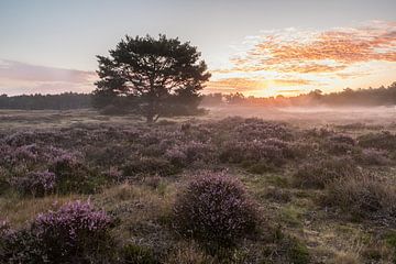 Sunrise on the moors of Utrechtse Heuvelrug by Peter Haastrecht, van