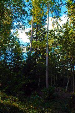 licht in het bos van M.A. Ziehr