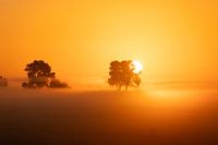 Bäume im nebligen Sonnenaufgang