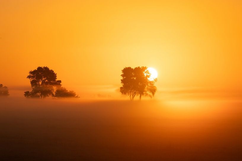 Arbres dans la brume du lever de soleil par Davey Bogaard