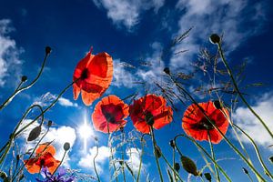 Mohnblumen