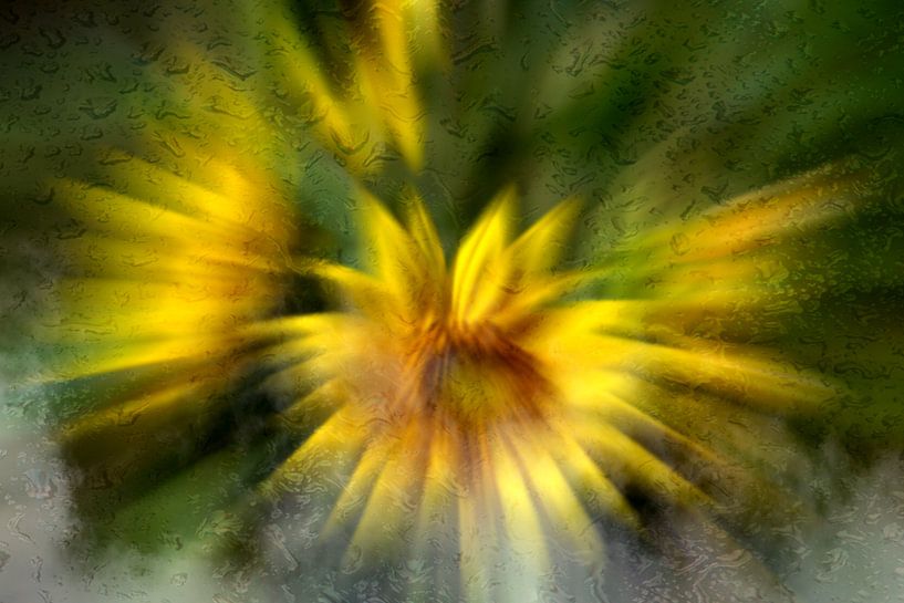 Concept flora : Foggy sunflowers von Michael Nägele